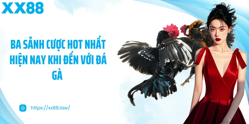 Ba sảnh cược hot nhất hiện nay khi đến với đá gà 