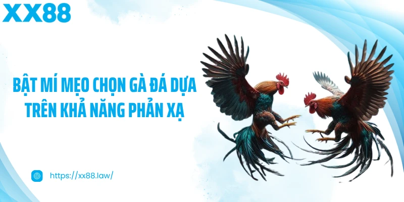 Bật mí mẹo chọn gà đá dựa trên khả năng phản xạ