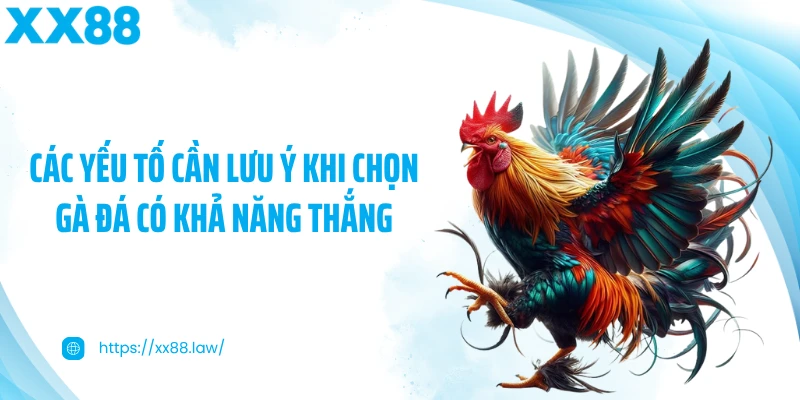 Các yếu tố cần lưu ý khi chọn gà đá có khả năng thắng