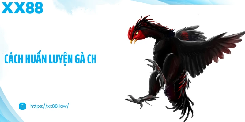 Cách Huấn Luyện Gà Chiến