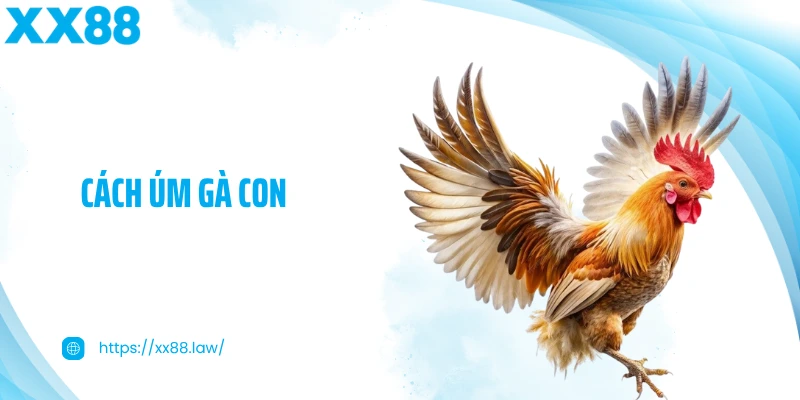 cách úm gà con