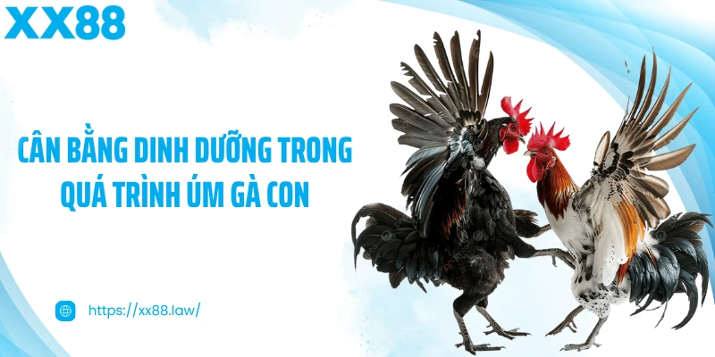 Cân bằng dinh dưỡng trong quá trình úm gà con
