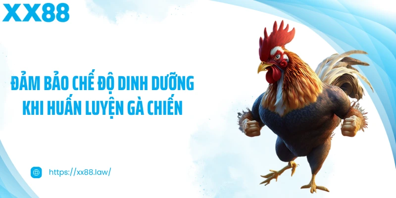 Đảm bảo chế độ dinh dưỡng khi huấn luyện gà chiến