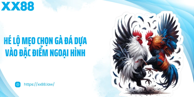 Hé lộ mẹo chọn gà đá dựa vào đặc điểm ngoại hình