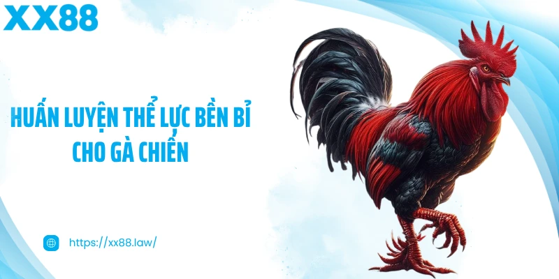 Huấn luyện thể lực bền bỉ cho gà chiến