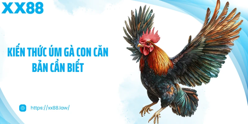 Kiến thức úm gà con căn bản cần biết