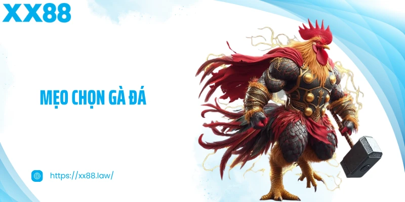 Mẹo Chọn Gà Đá